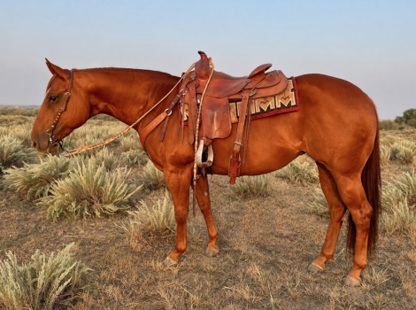 HorseID: 2319708 Spanish Footwork - PhotoID: 1107104