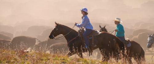 HorseID: 2319708 Spanish Footwork - PhotoID: 1107106