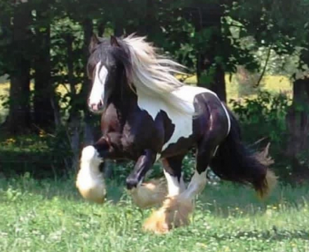 Gypsy Vanner