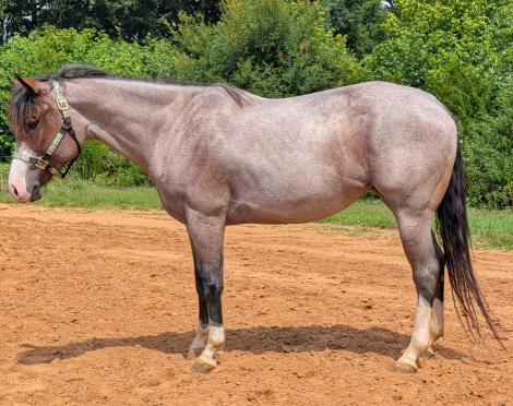 Quarter Horse (Quarter Horse, Mare) in Huntersville, NC