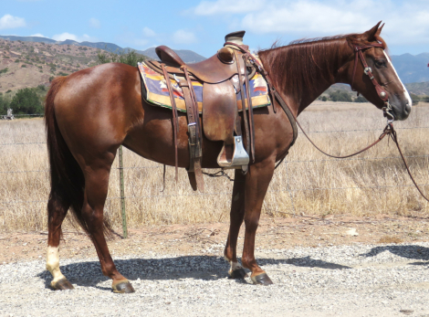 HorseID: 2319713 DOT ME REY +++VIDEO+++ - PhotoID: 1107114