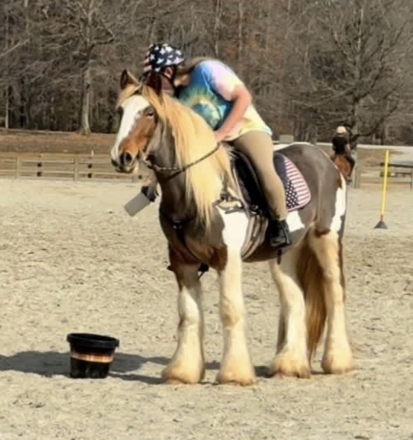 Gypsy Vanner (Gypsy Vanner, Gelding) in Pine Mountain, GA