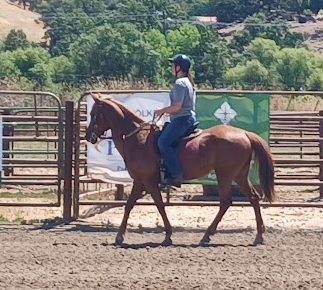 HorseID: 2319723 Spice - PhotoID: 1107122
