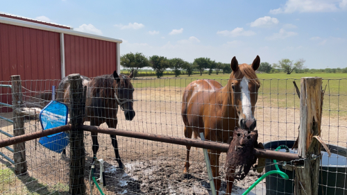 Quarter Horse (Quarter Horse, Mare) in Edinburg, TX
