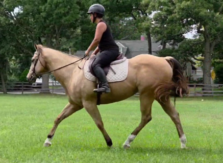 HorseID: 2319738 I Love Lucy - PhotoID: 1107132
