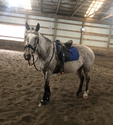 Appaloosa (Appaloosa, Gelding) in Forest Grove, OR