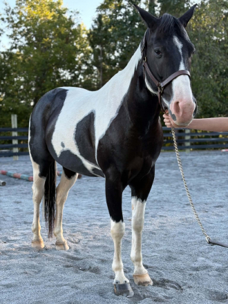 Paint (Paint, Gelding) in Lewisburg, WV