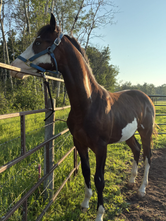 HorseID: 2319759 LNMR Jazzys Flashy Fella - PhotoID: 1107197