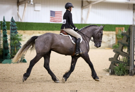 HorseID: 2319764 Lightning - PhotoID: 1107148