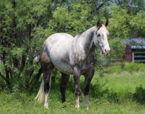 HorseID: 2319765 Armani - PhotoID: 1107153