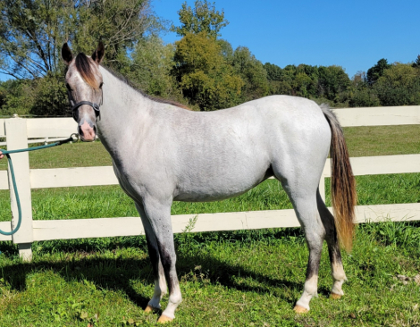 HorseID: 2319773 GG Charlotte - PhotoID: 1107160