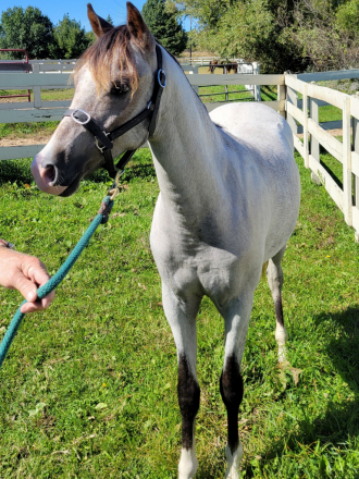HorseID: 2319773 GG Charlotte - PhotoID: 1107161
