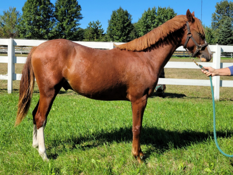 HorseID: 2319774 GG Fiorino - PhotoID: 1107164