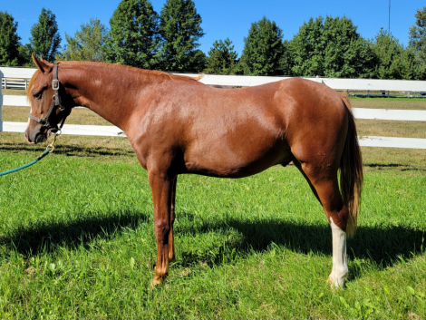 HorseID: 2319774 GG Fiorino - PhotoID: 1107165