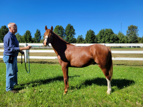 HorseID: 2319774 GG Fiorino - PhotoID: 1107166