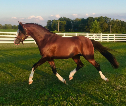 HorseID: 2319774 GG Fiorino - PhotoID: 1107167