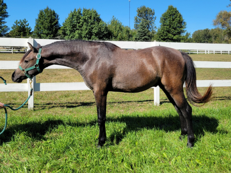 HorseID: 2319775 GG Veloce' - PhotoID: 1107169