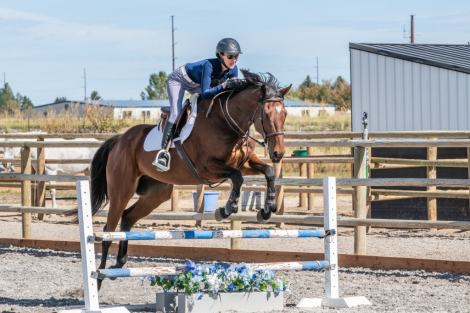 Thoroughbred (Thoroughbred, Gelding) in Idaho Falls, ID