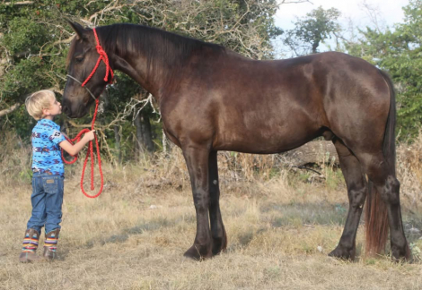 Friesian Cross × AQHA Quarter Horse