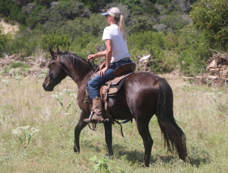 HorseID: 2319786 Black Jack - PhotoID: 1107185