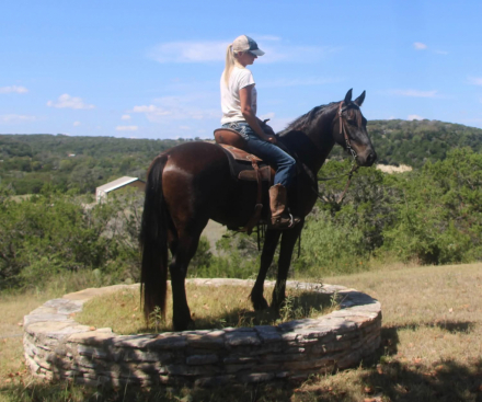 HorseID: 2319786 Black Jack - PhotoID: 1107186