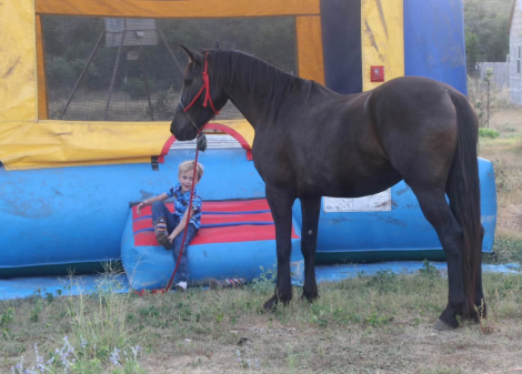 HorseID: 2319786 Black Jack - PhotoID: 1107187