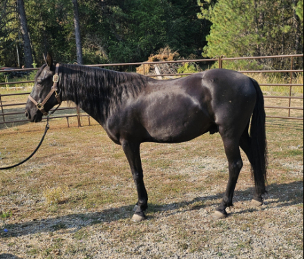 Onyx (Mustang, Gelding) in Harrison, ID