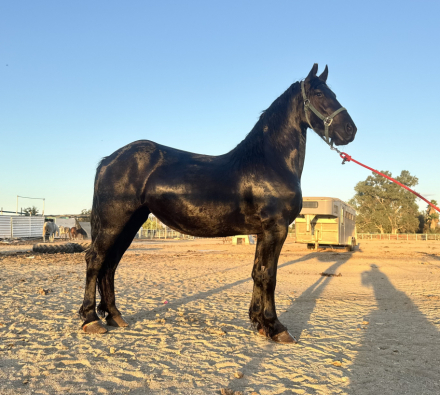 HorseID: 2319795 A. Shanti Mahay - PhotoID: 1107198