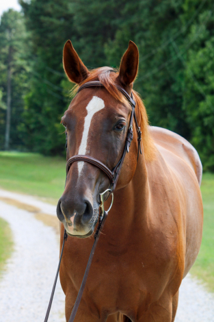 HorseID: 2319813 Factor the Fancy - PhotoID: 1107213