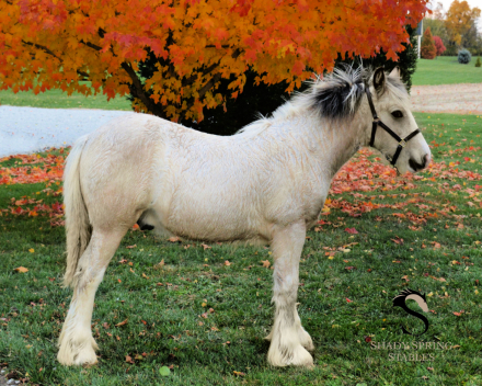 HorseID: 2319817 Segway's Mighty Timber - PhotoID: 1107215