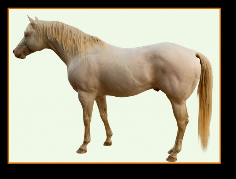 HorseID: 2319818 FlashnSkyes the Limit - PhotoID: 1107216