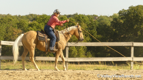 HorseID: 2319823 Josh - PhotoID: 1107221