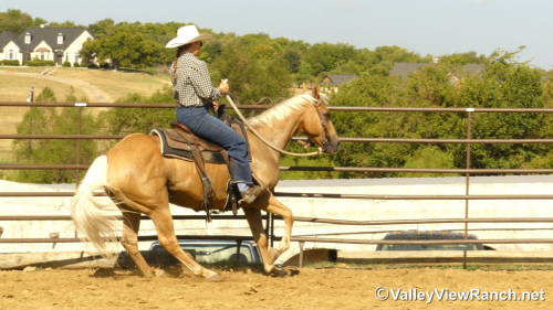HorseID: 2319823 Josh - PhotoID: 1107223
