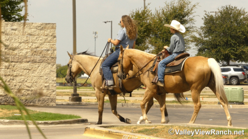 HorseID: 2319823 Josh - PhotoID: 1107224