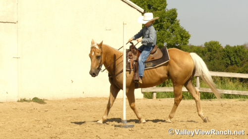 HorseID: 2319823 Josh - PhotoID: 1107225