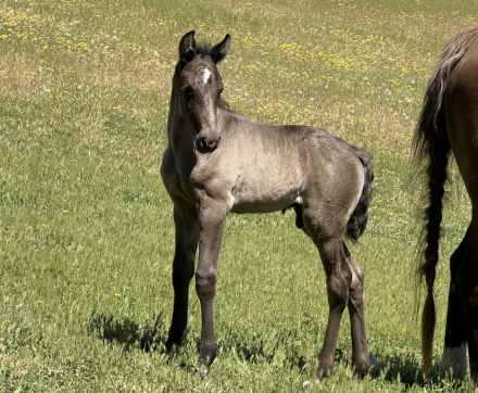 HorseID: 2319824 Silverado’s Finnegan - PhotoID: 1107232