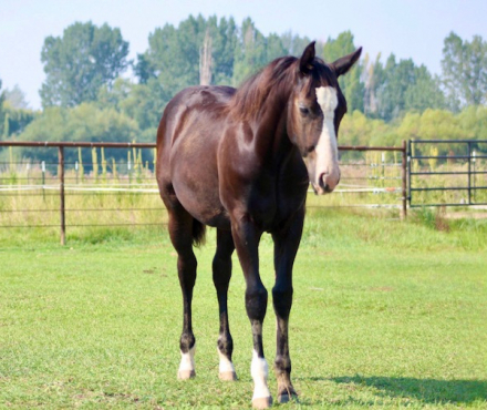 Quarter Horse