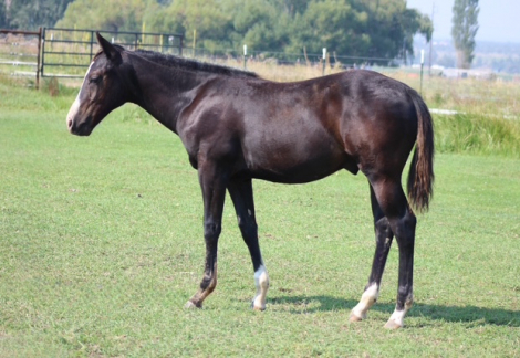 HorseID: 2319830 TIME FOR RUM - PhotoID: 1107235