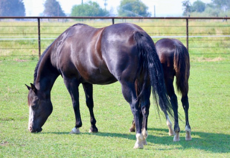 HorseID: 2319830 TIME FOR RUM - PhotoID: 1107236