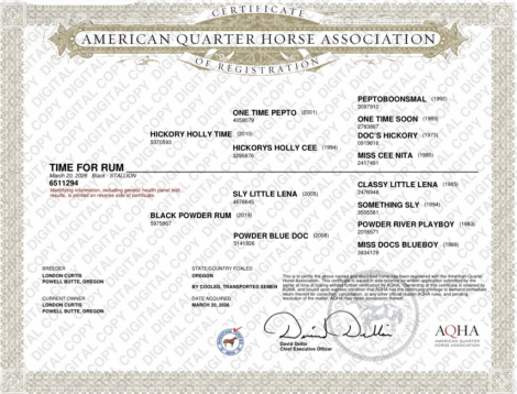 HorseID: 2319830 TIME FOR RUM - PhotoID: 1107237
