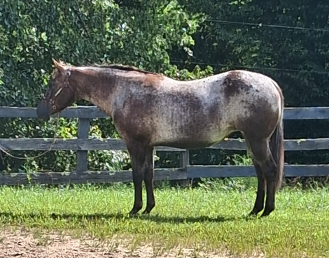 HorseID: 2319835 Dirt Road Machine - PhotoID: 1107241