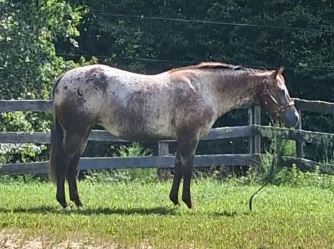HorseID: 2319835 Dirt Road Machine - PhotoID: 1107242