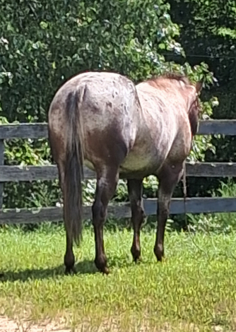 HorseID: 2319835 Dirt Road Machine - PhotoID: 1107243