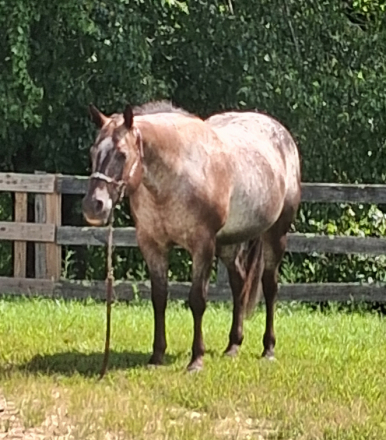 HorseID: 2319835 Dirt Road Machine - PhotoID: 1107244