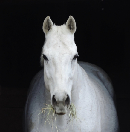 Zoomingprincezydeco (Quarter Horse, Gelding) in Williamston, MI