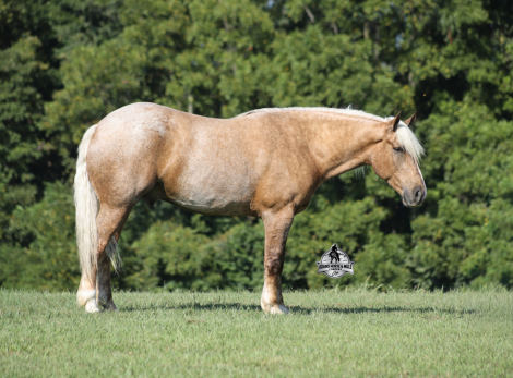HorseID: 2319846 Bentley- 2 Week Guarantee - PhotoID: 1107262