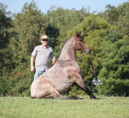 HorseID: 2319847 Ranger- 2 Week Guarantee - PhotoID: 1107272
