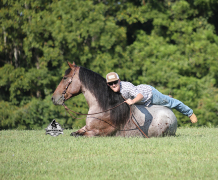 HorseID: 2319847 Ranger- 2 Week Guarantee - PhotoID: 1107273