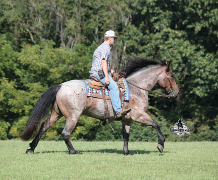 HorseID: 2319847 Ranger- 2 Week Guarantee - PhotoID: 1107274
