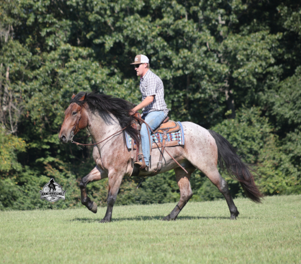 HorseID: 2319847 Ranger- 2 Week Guarantee - PhotoID: 1107275